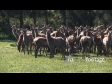 Deer in Paddock Pan 2 2804
